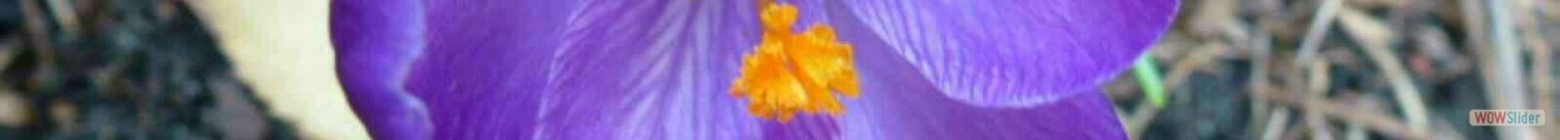 Crocus 1