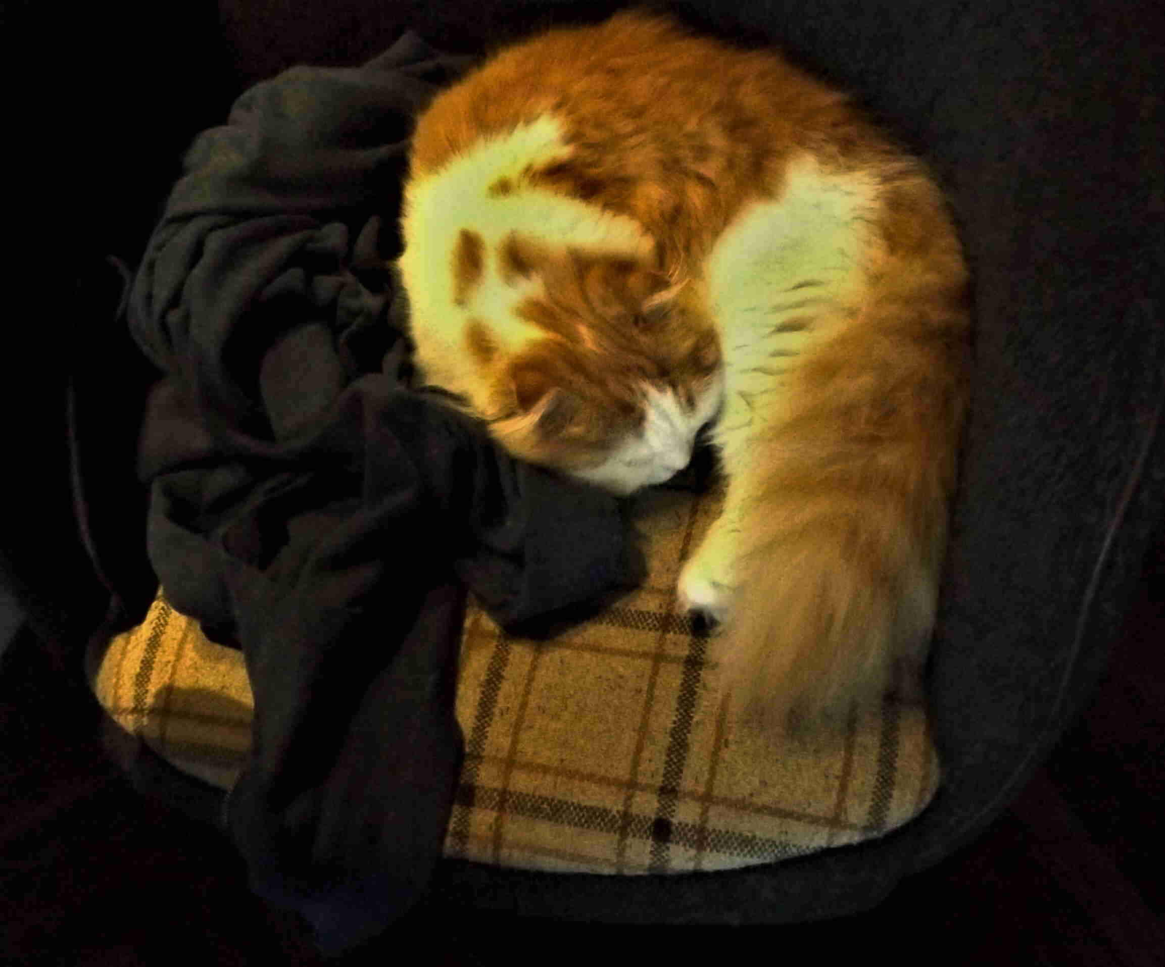 tokyo cat