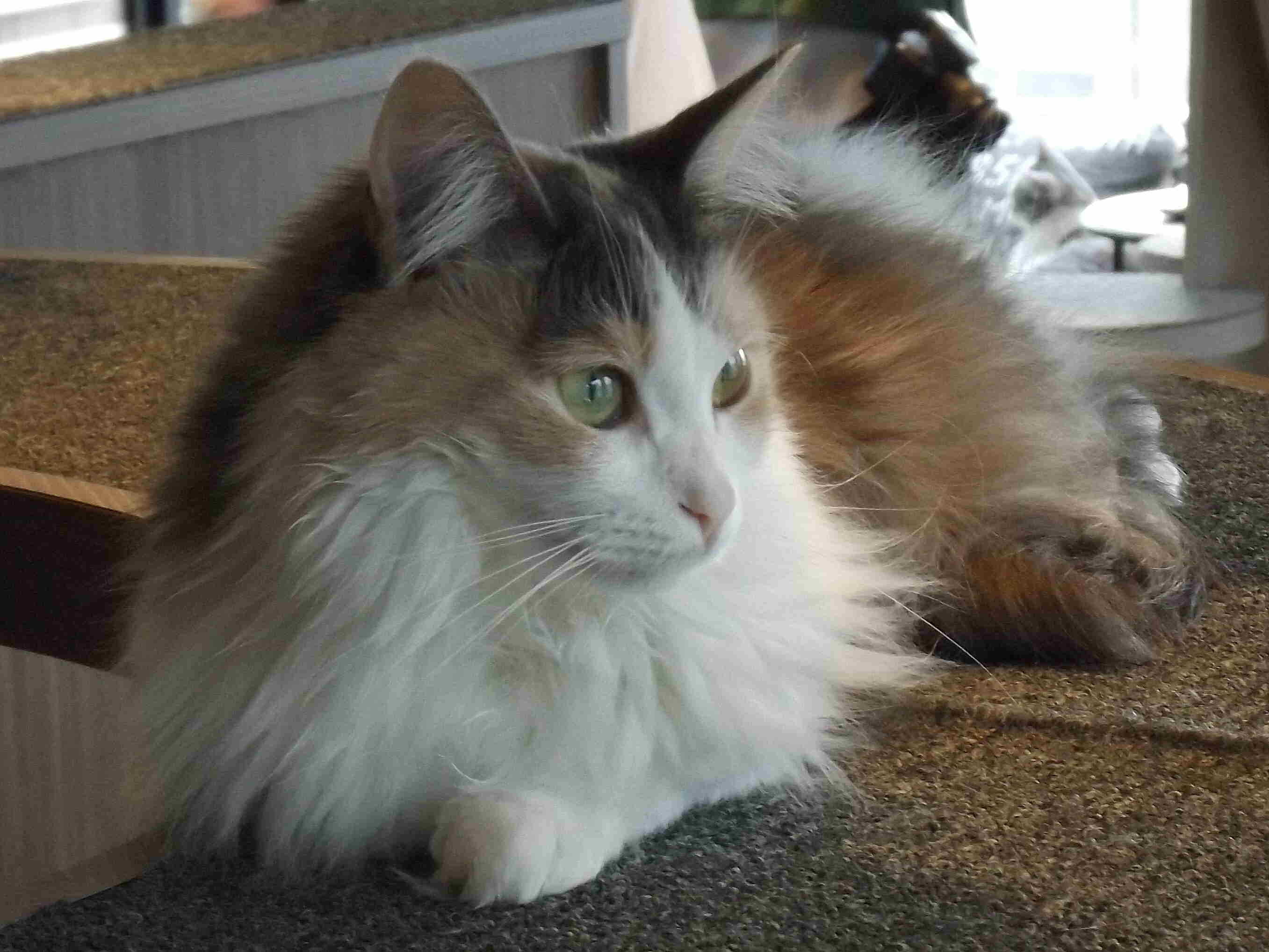colorful cat