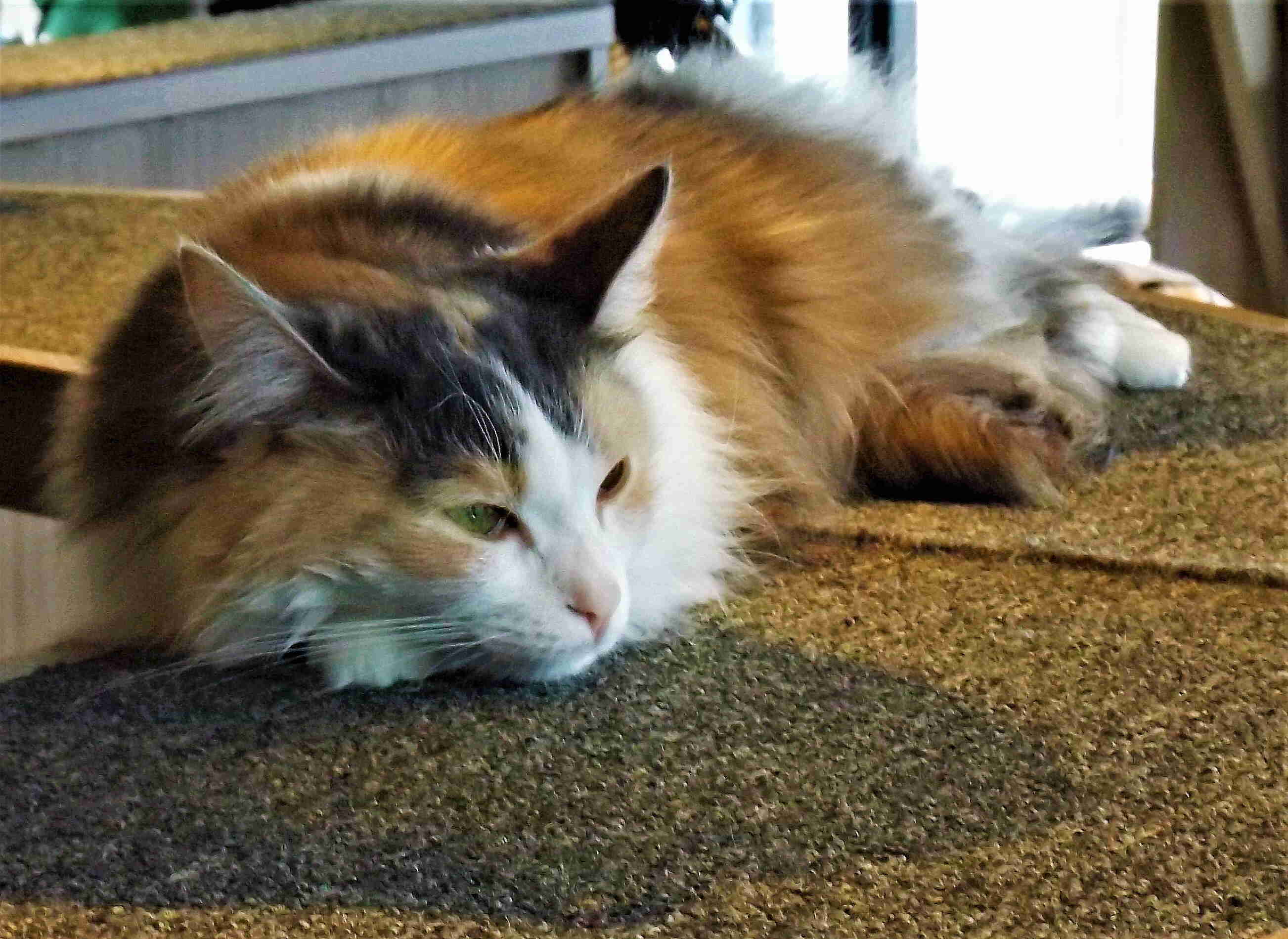 colorful cat