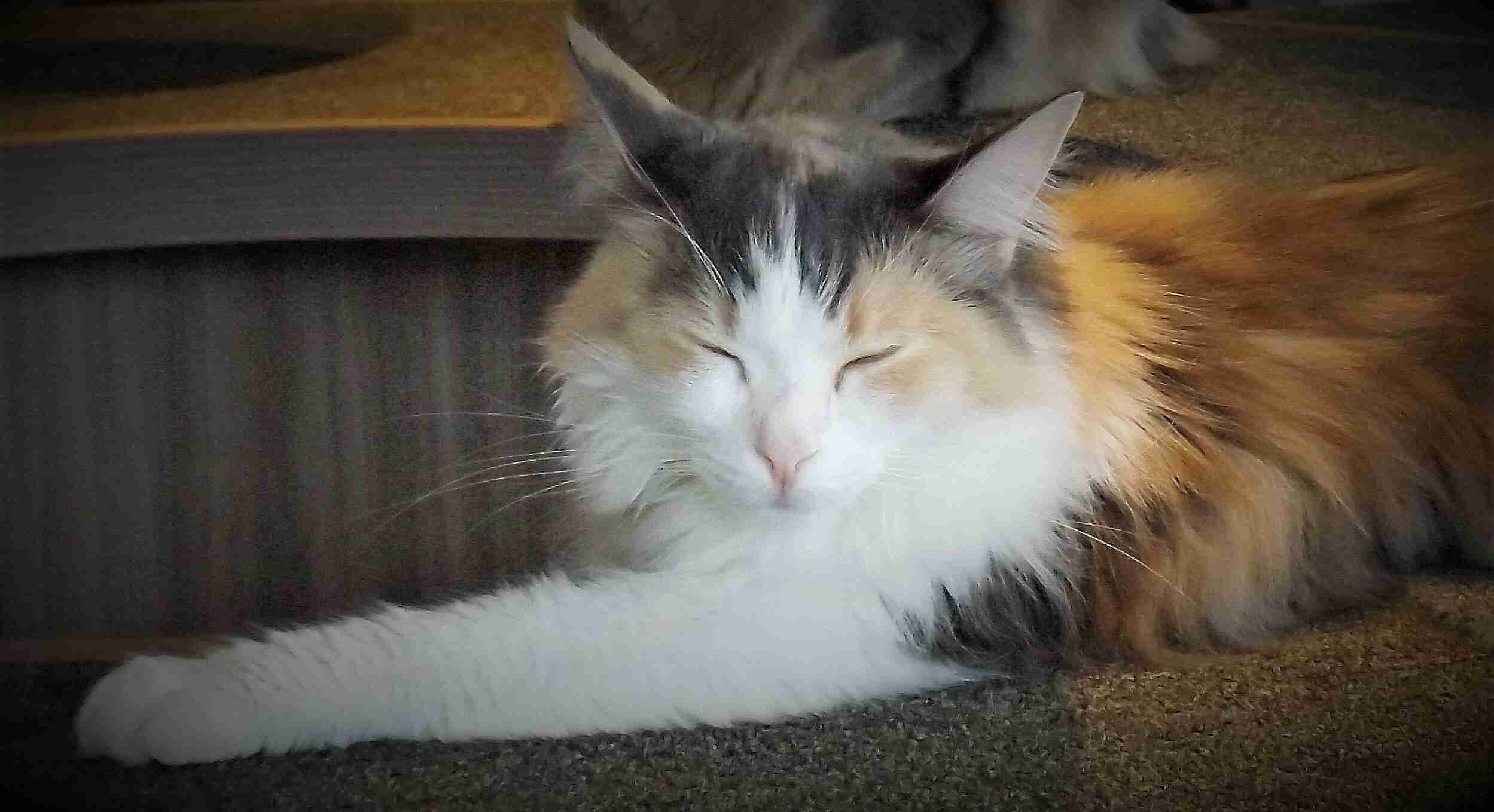 tokyo cat