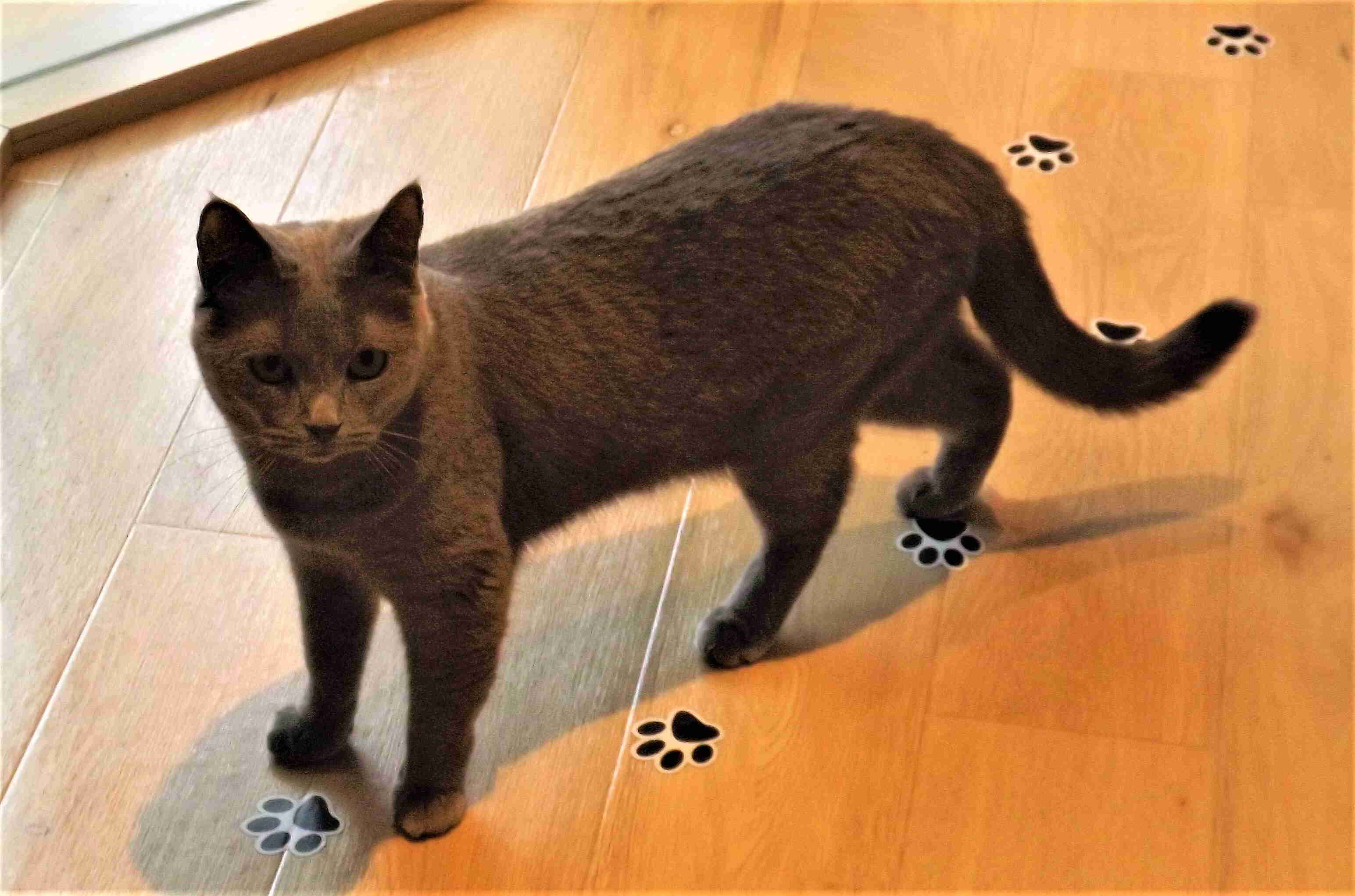 tokyo cat