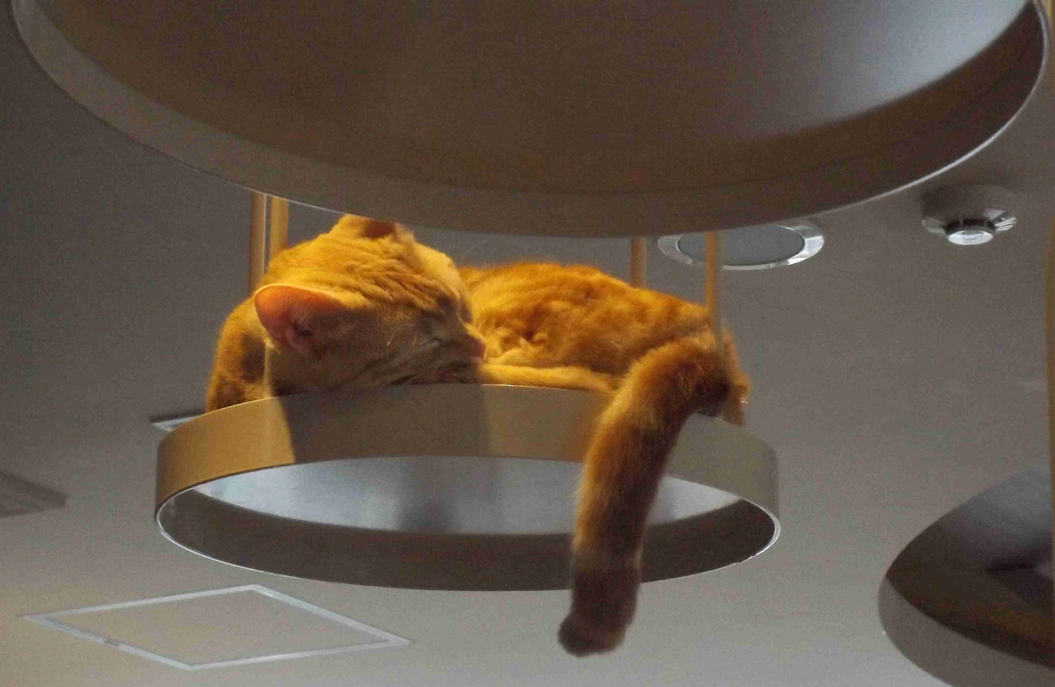 tokyo cat