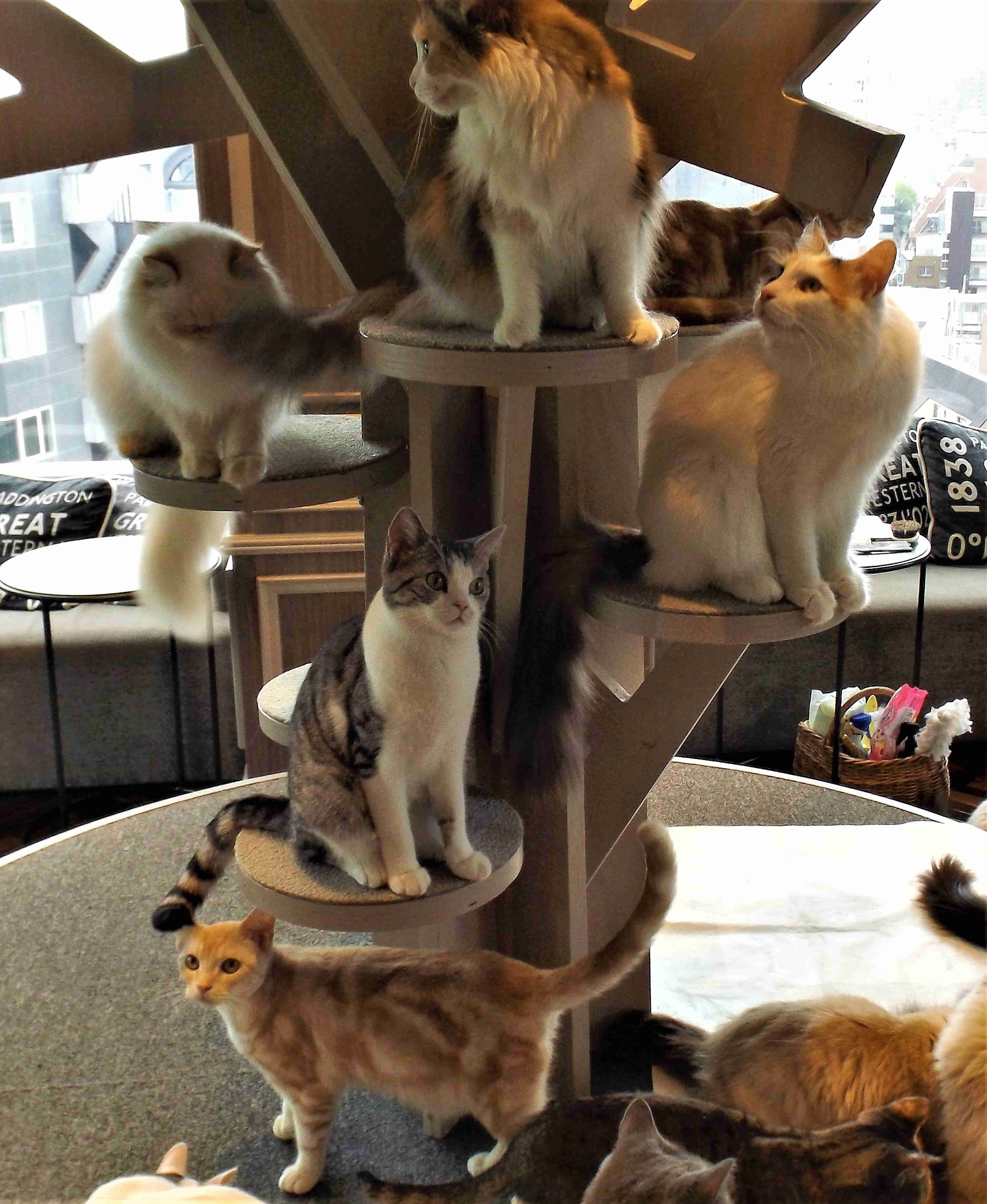 tokyo cat