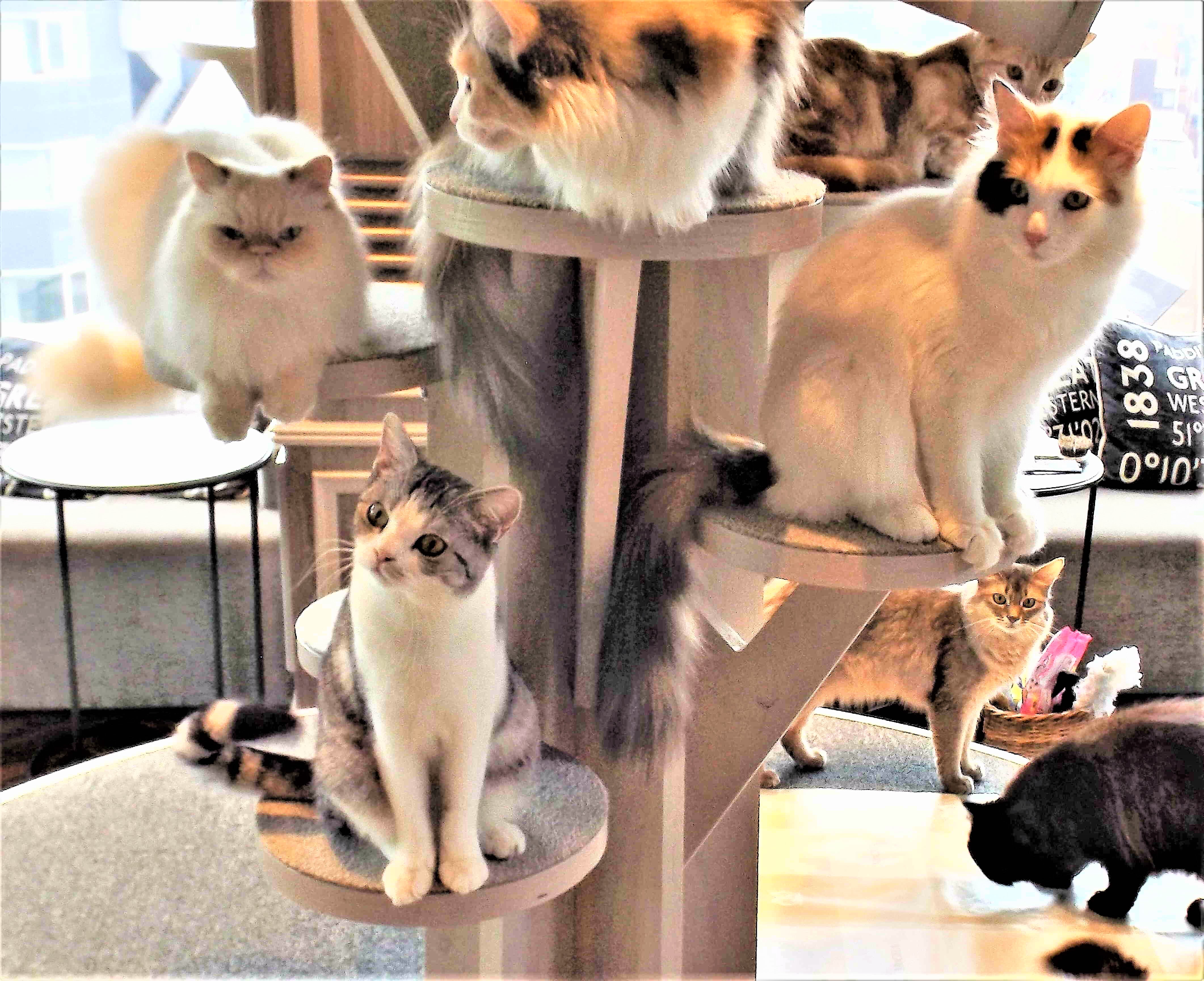 tokyo cat