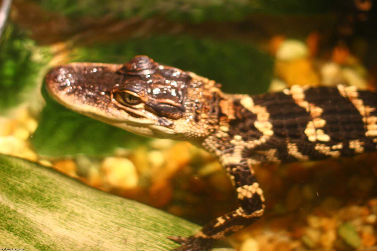 gator
