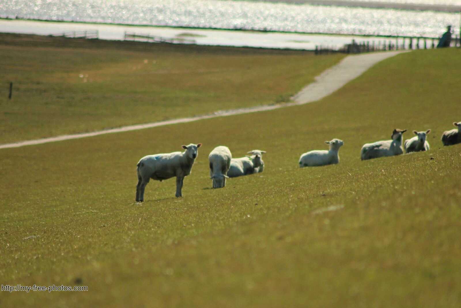 sheep on dyke