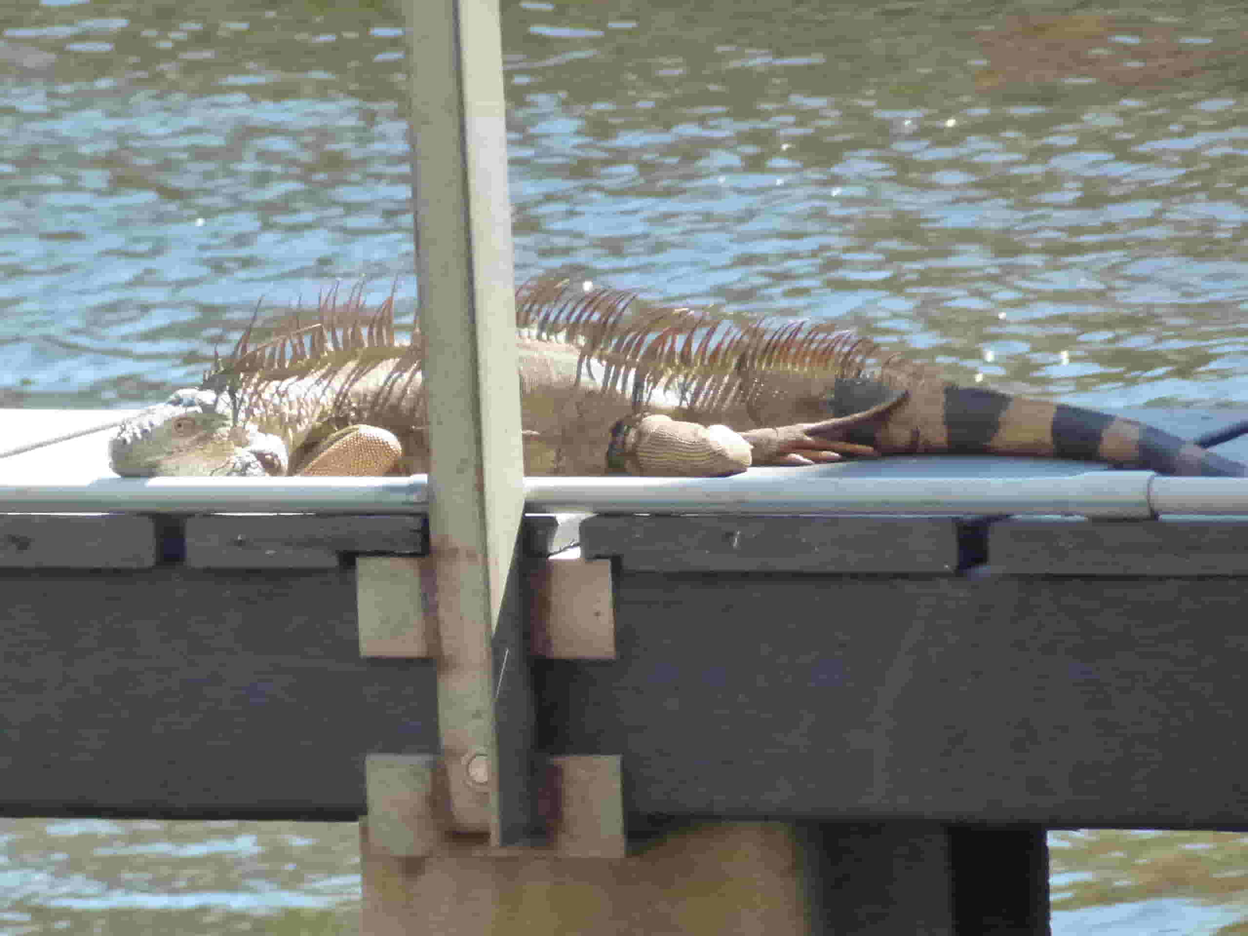 iguana