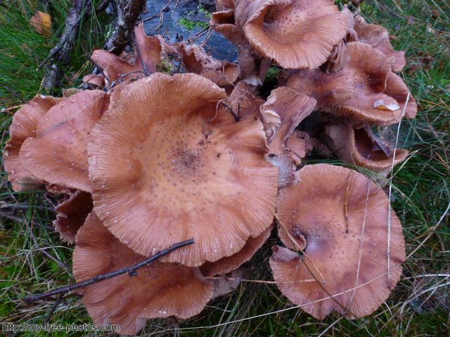 Mushroom