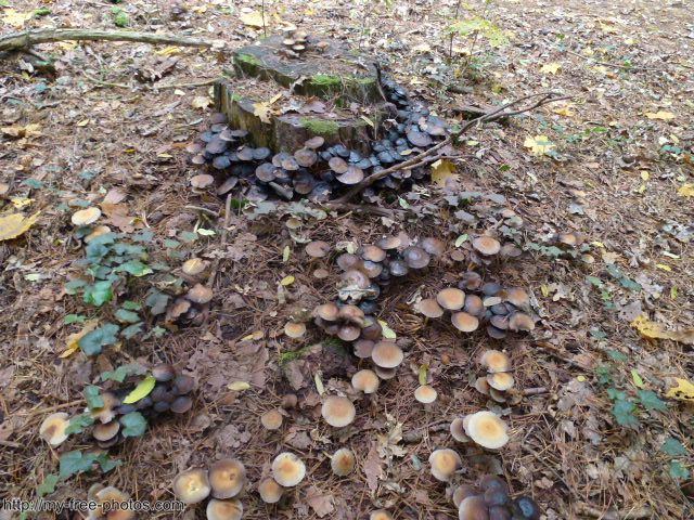 Mushroom