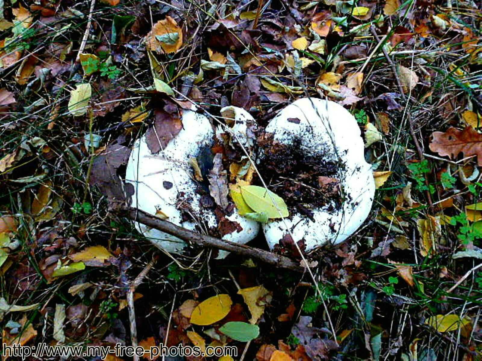 Mushroom