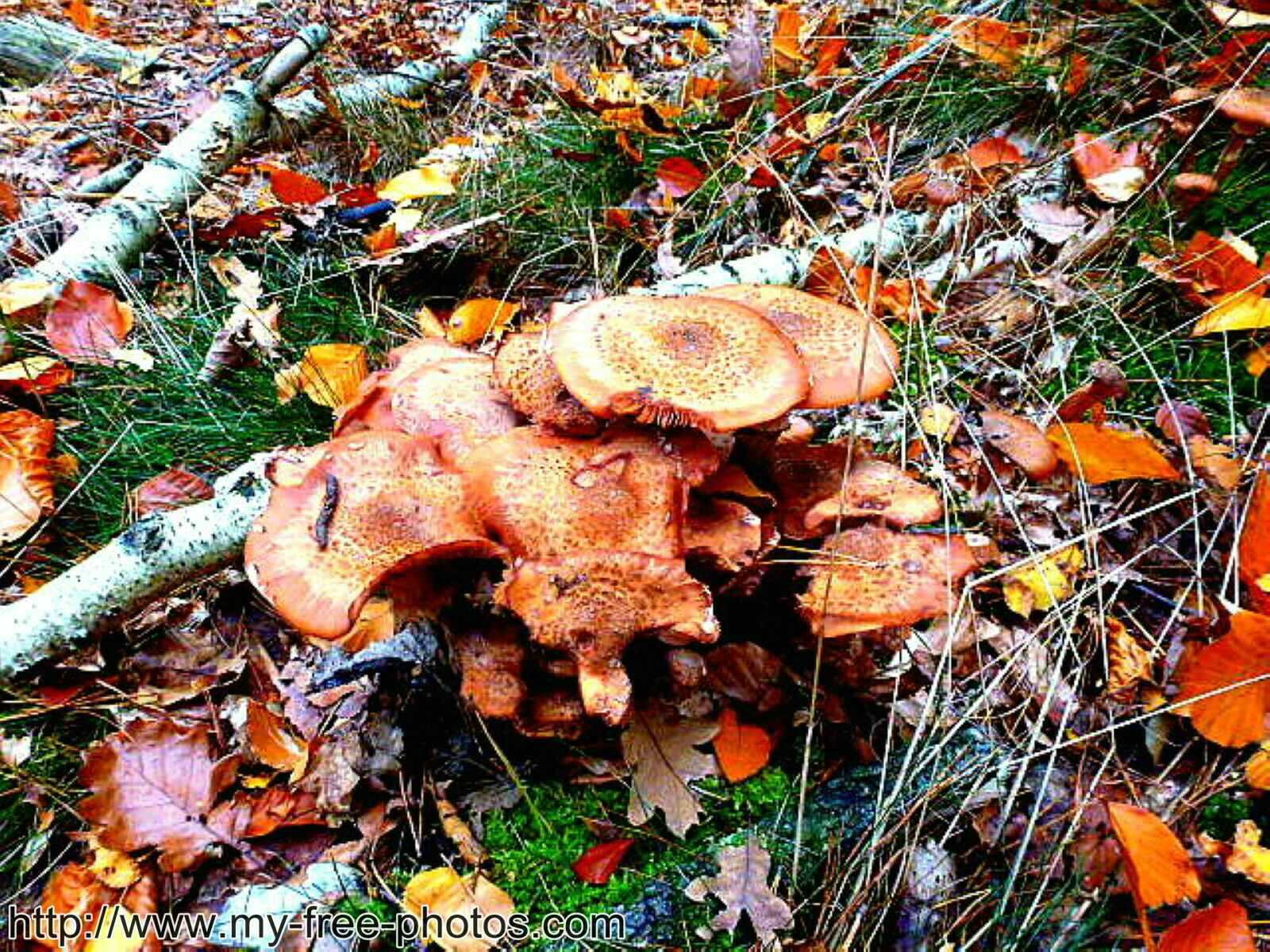 Mushroom