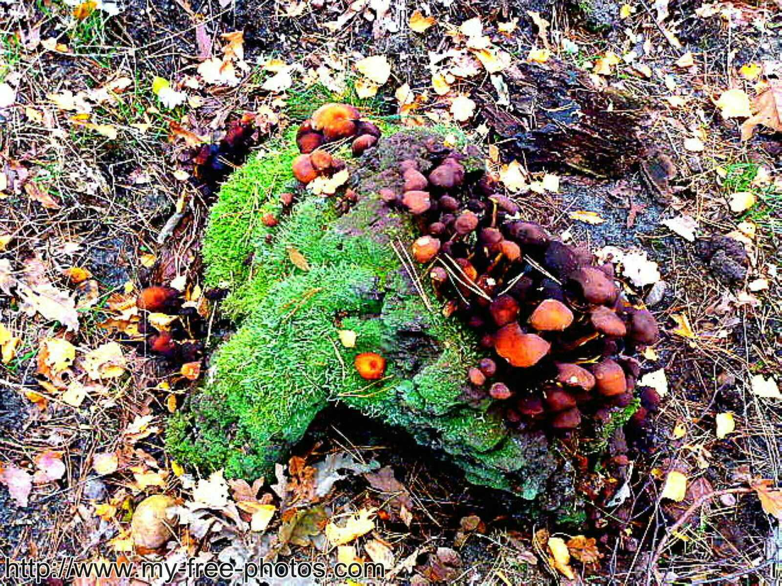 Mushroom