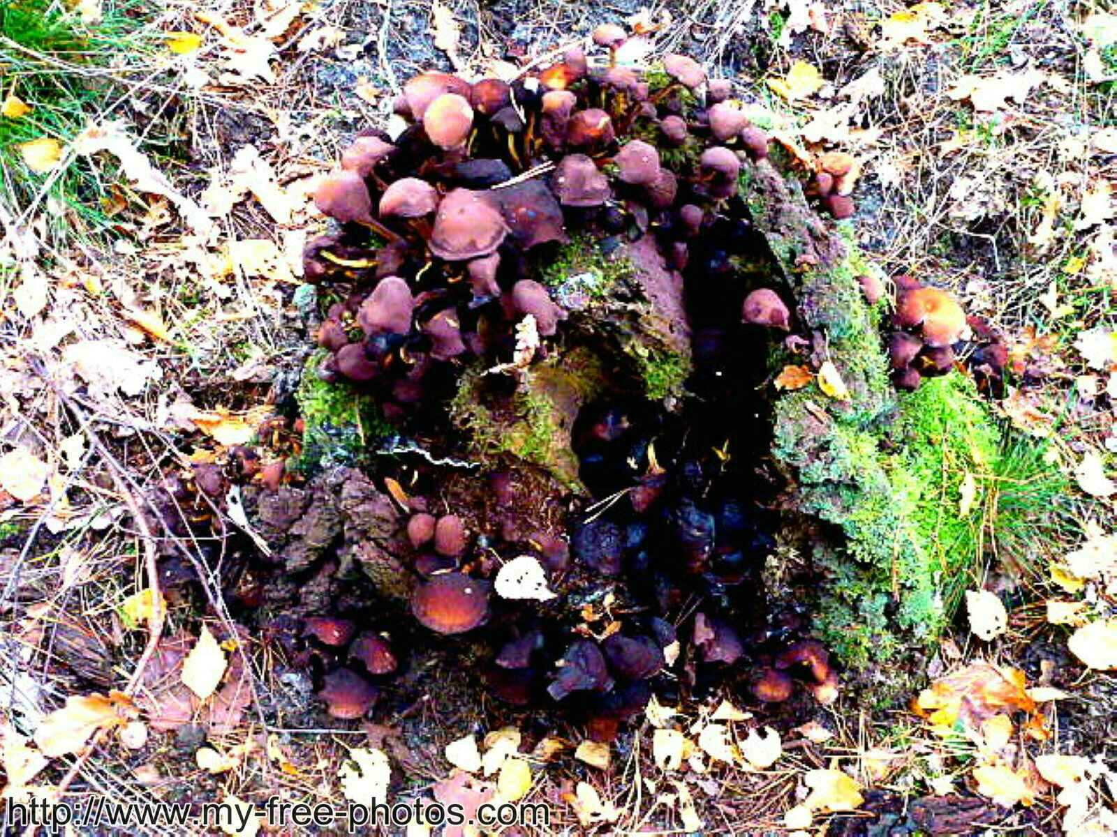 Mushroom