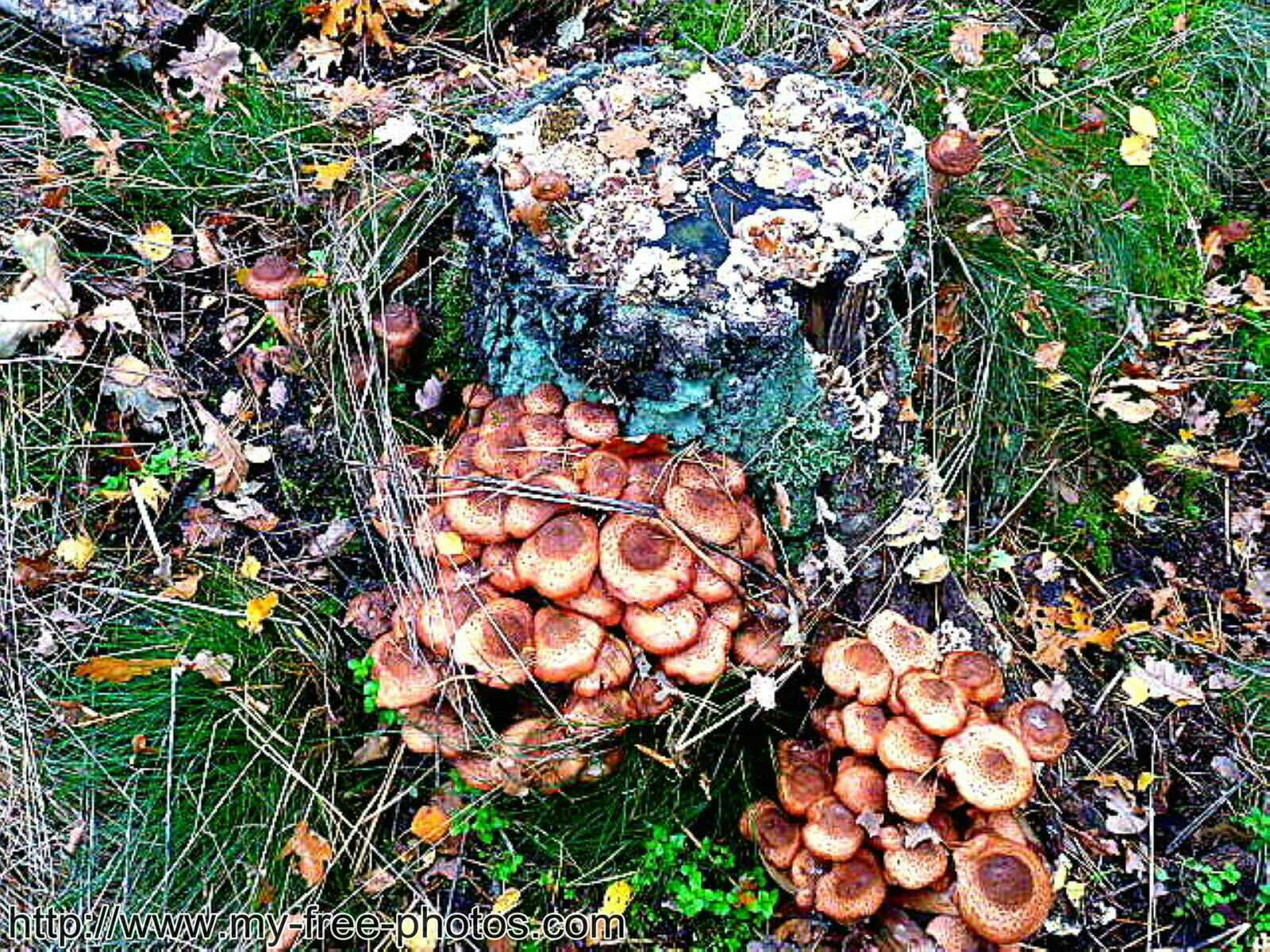 Mushroom