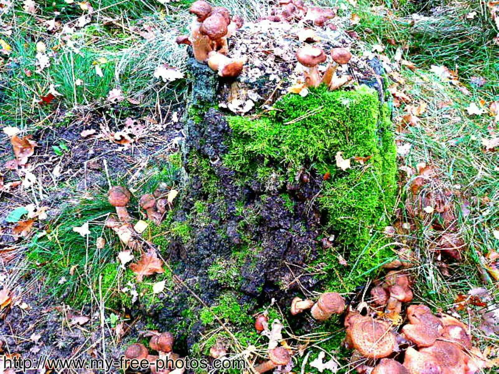 Mushroom