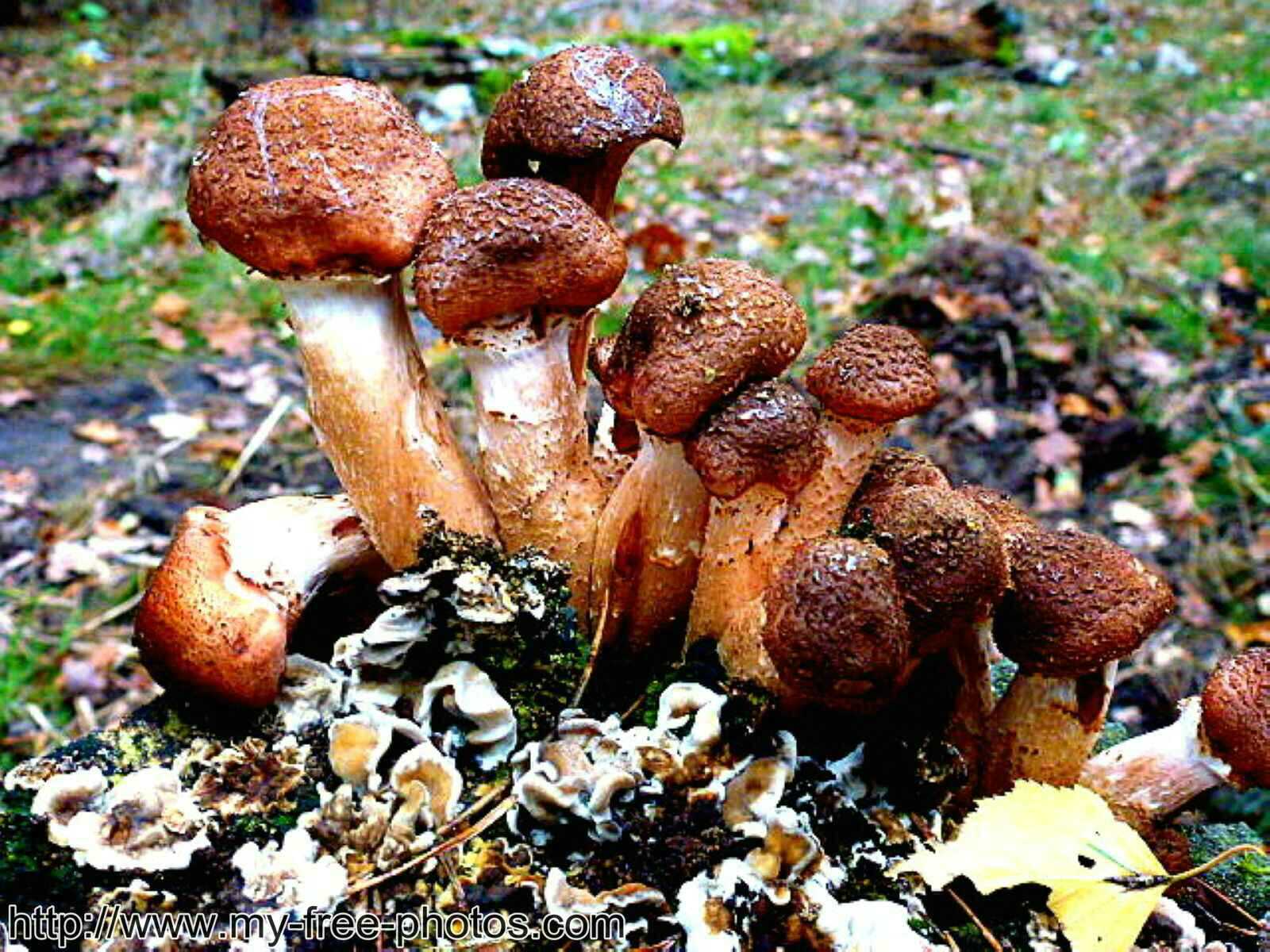 Mushroom