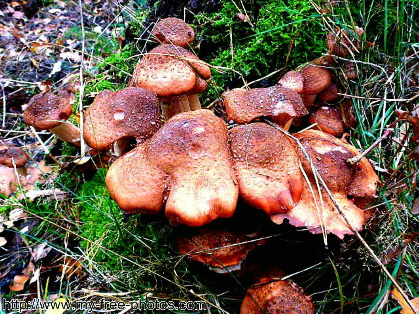Mushroom