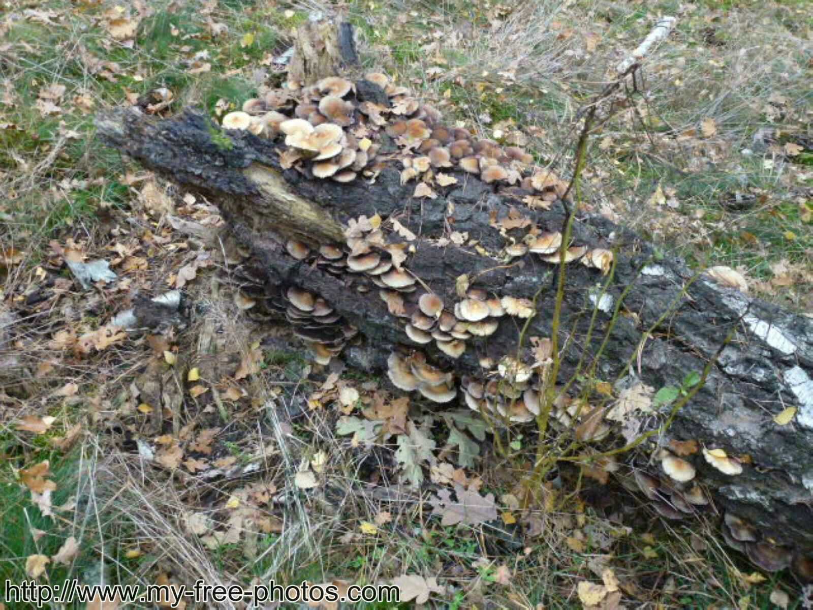 Mushroom