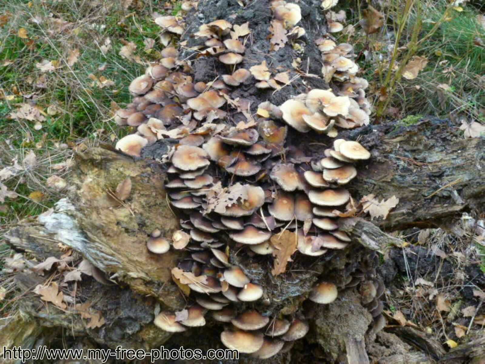 Mushroom