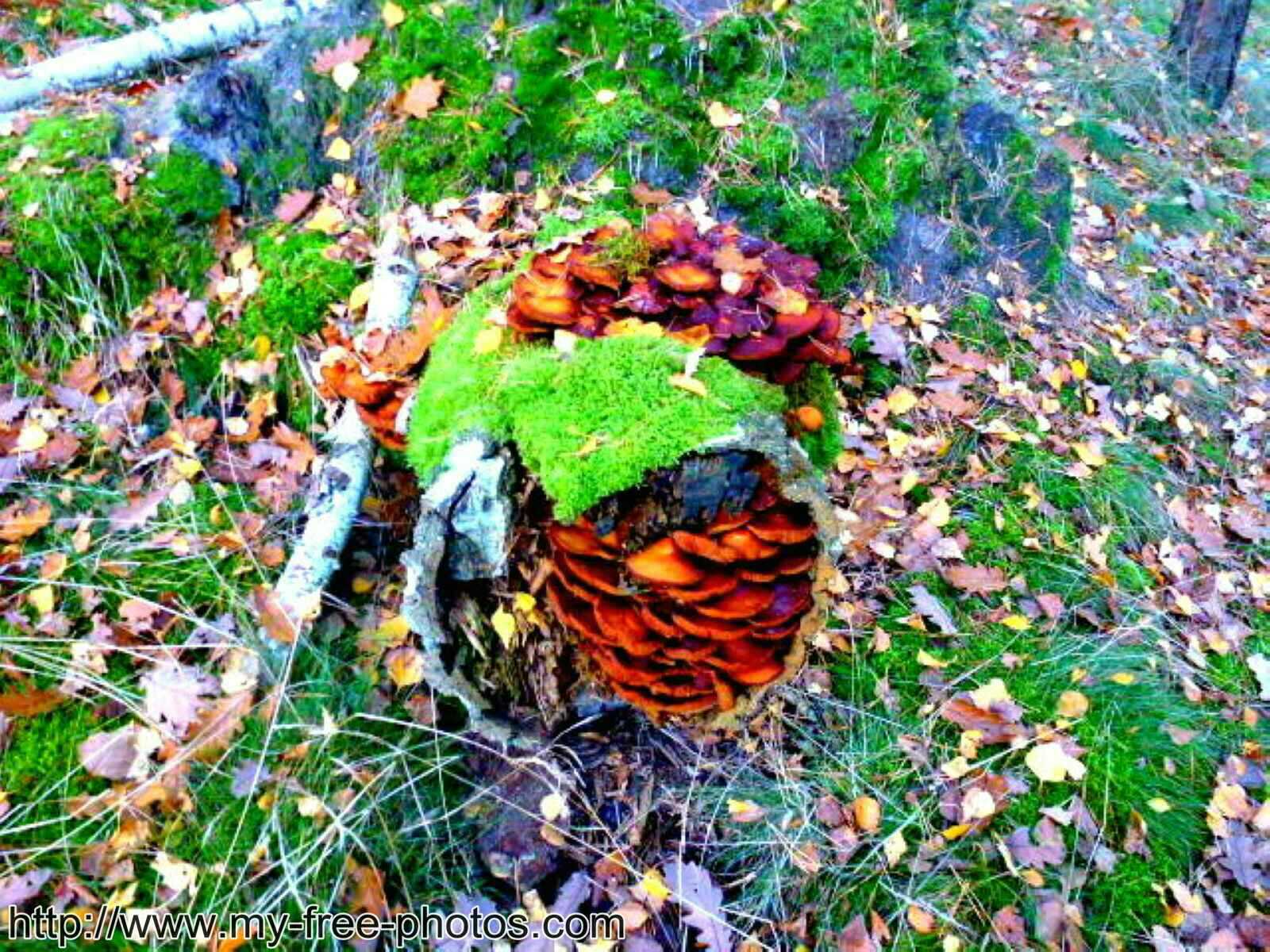 Mushroom