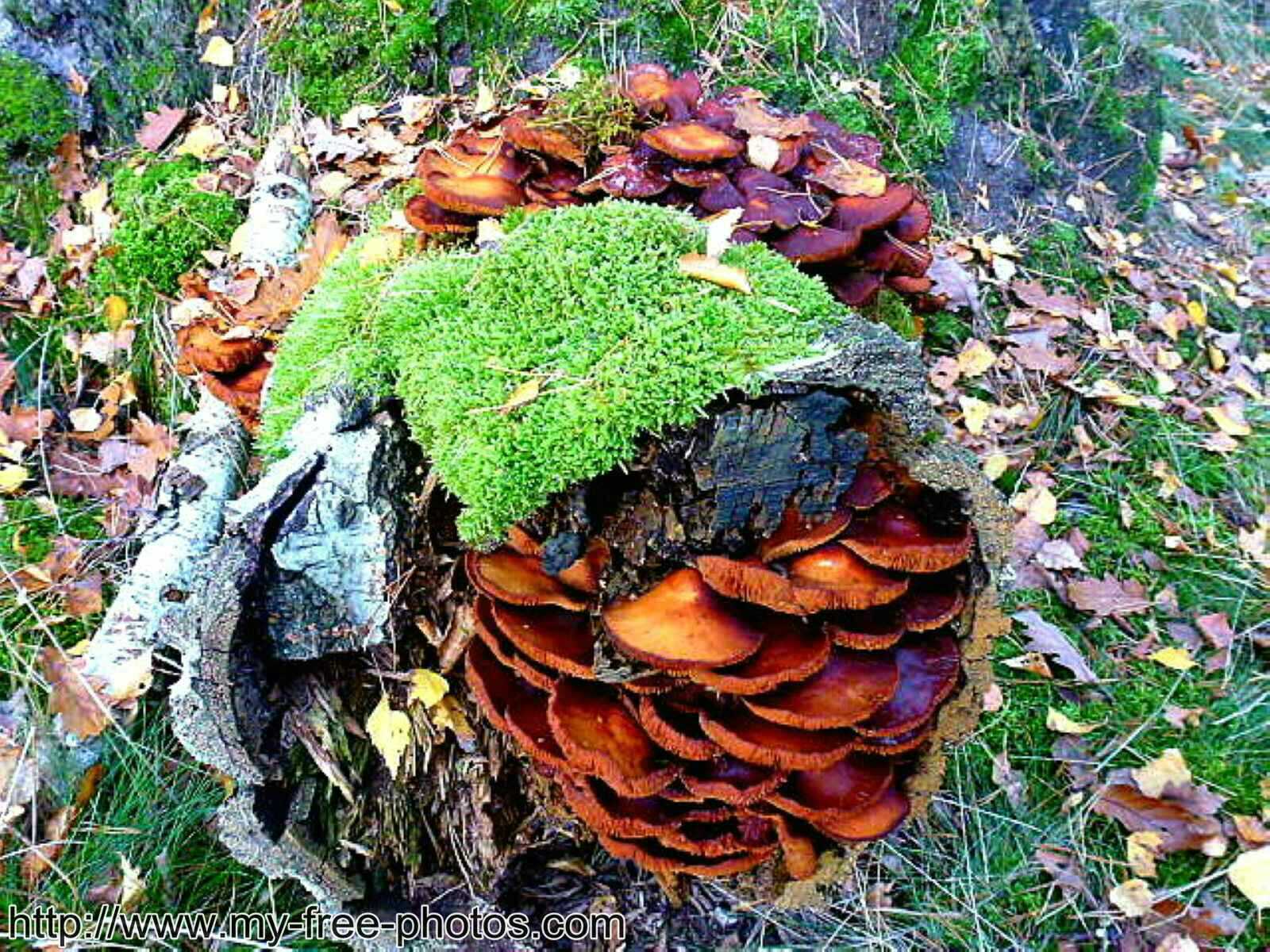 Mushroom