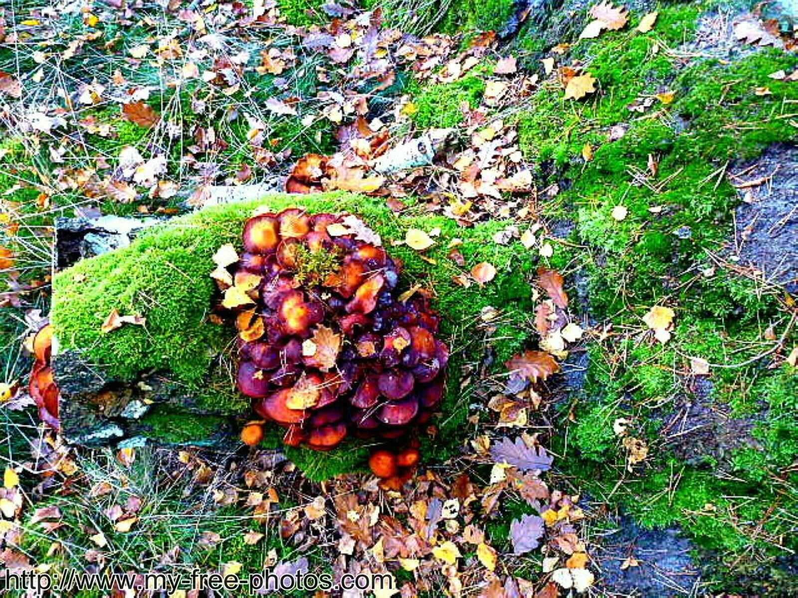 Mushroom