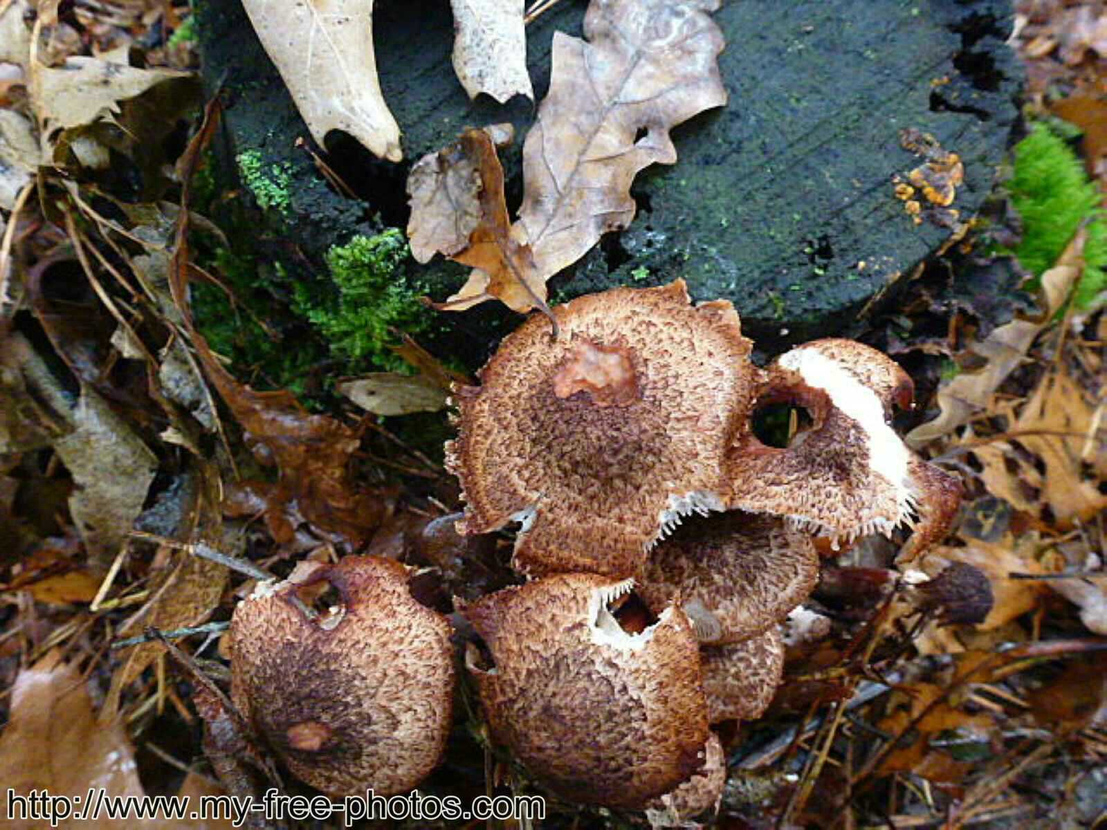 Mushroom