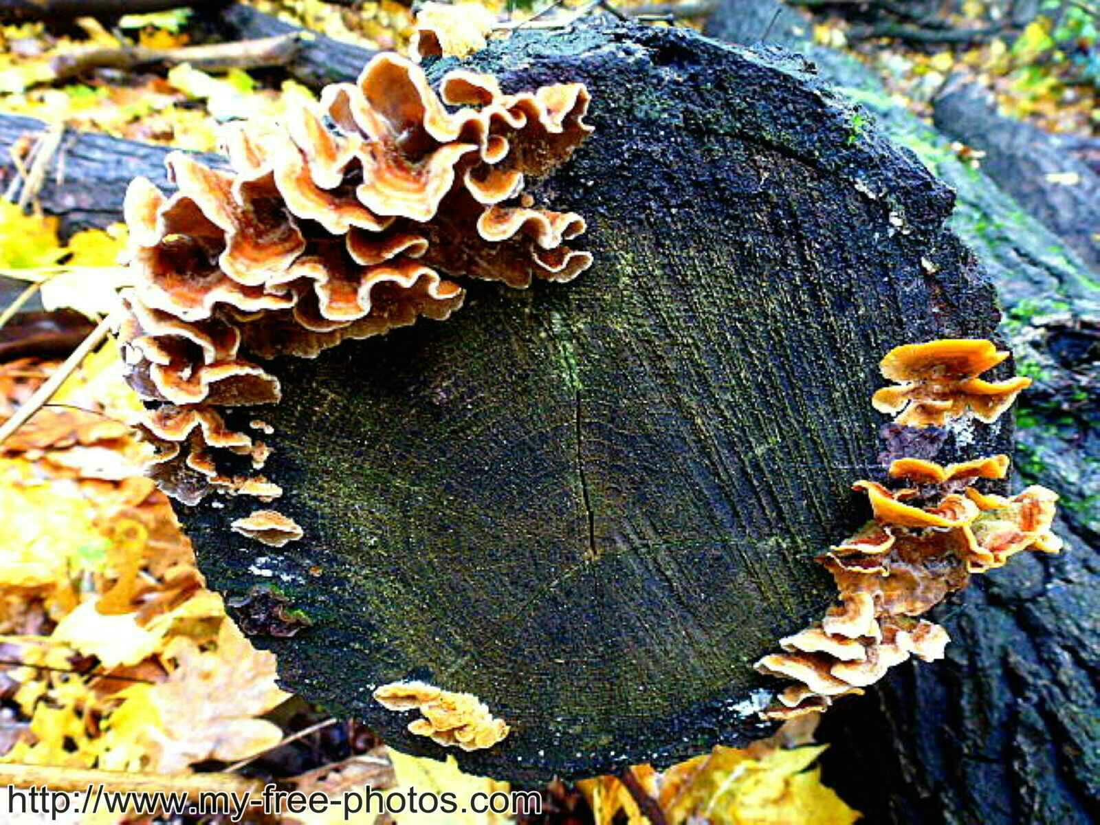 Mushroom