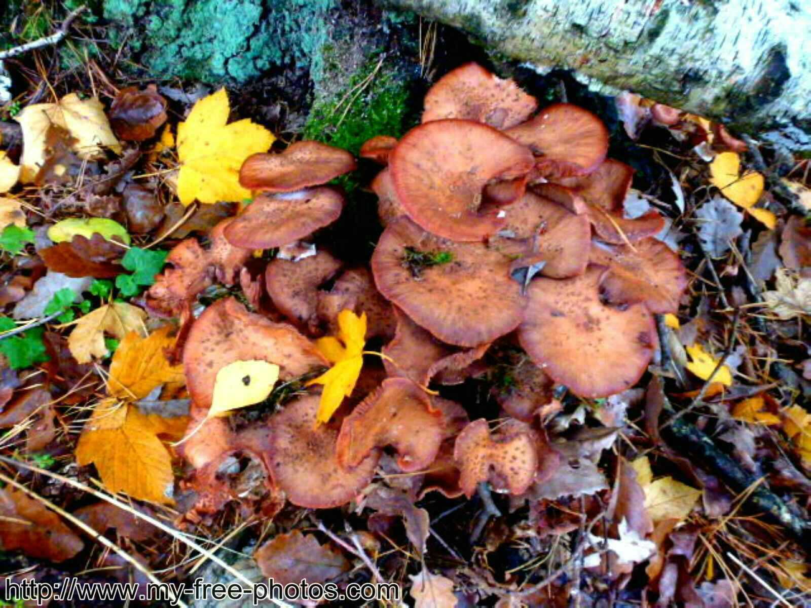 Mushroom