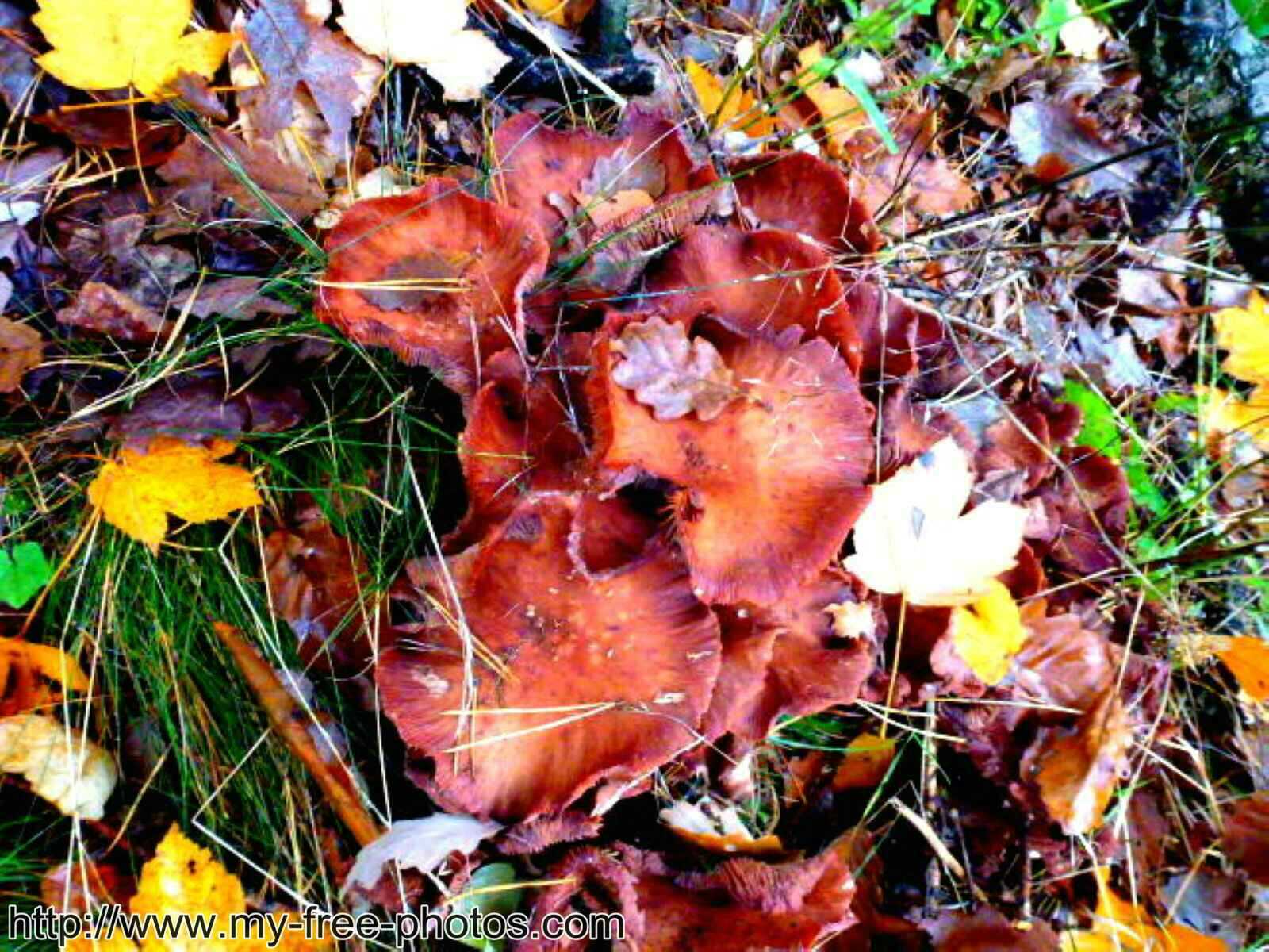 Mushroom