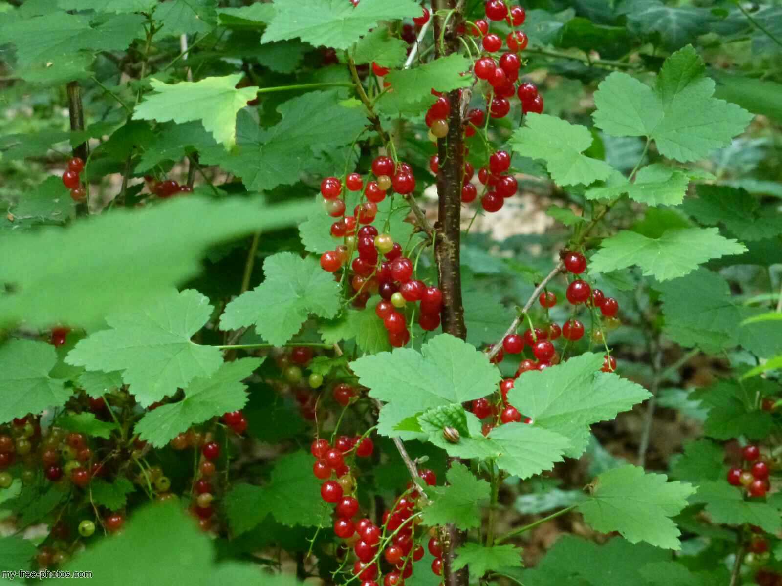 red currants