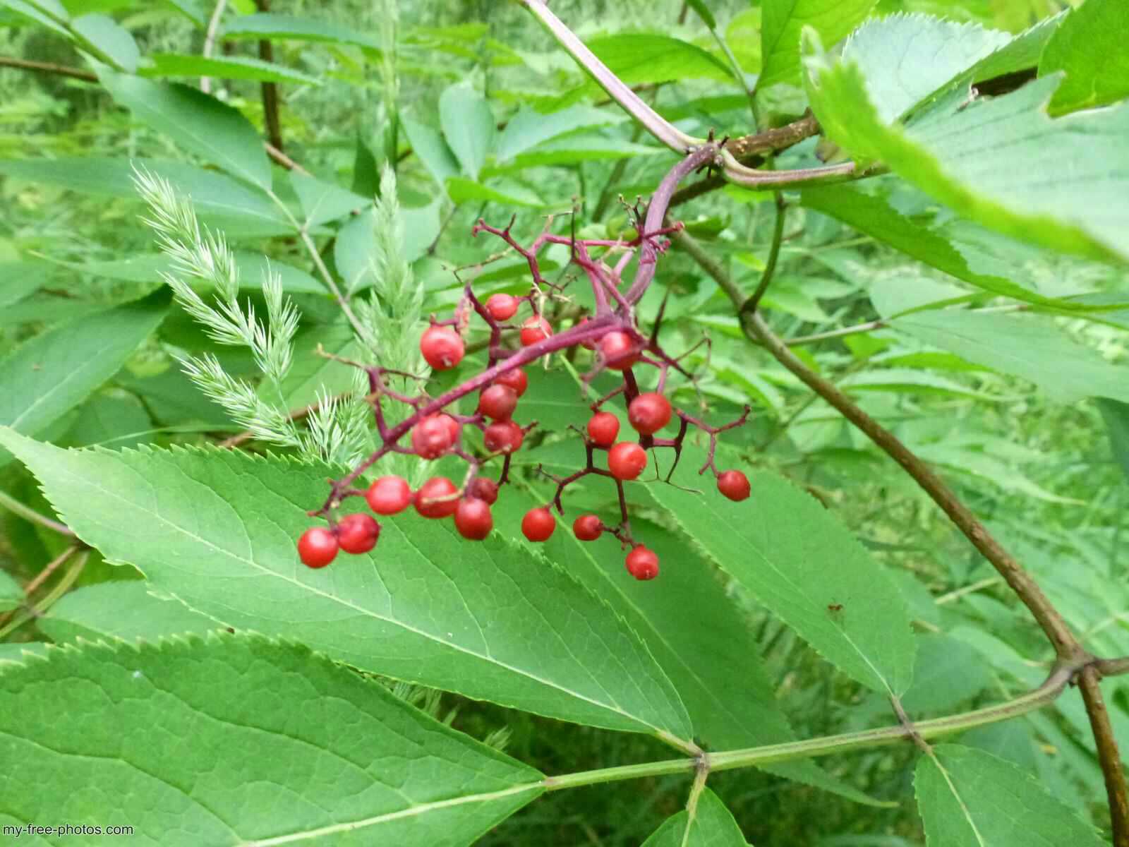 elderberry