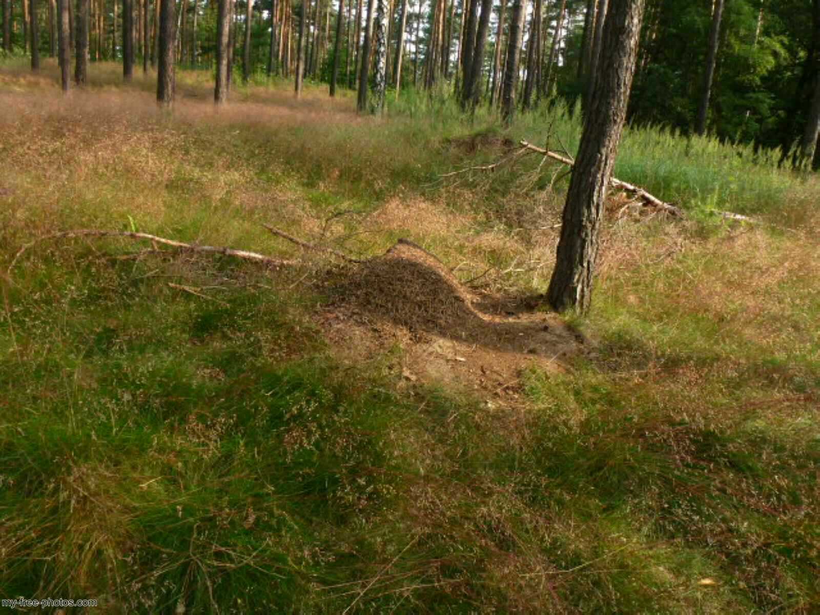 Ant colony