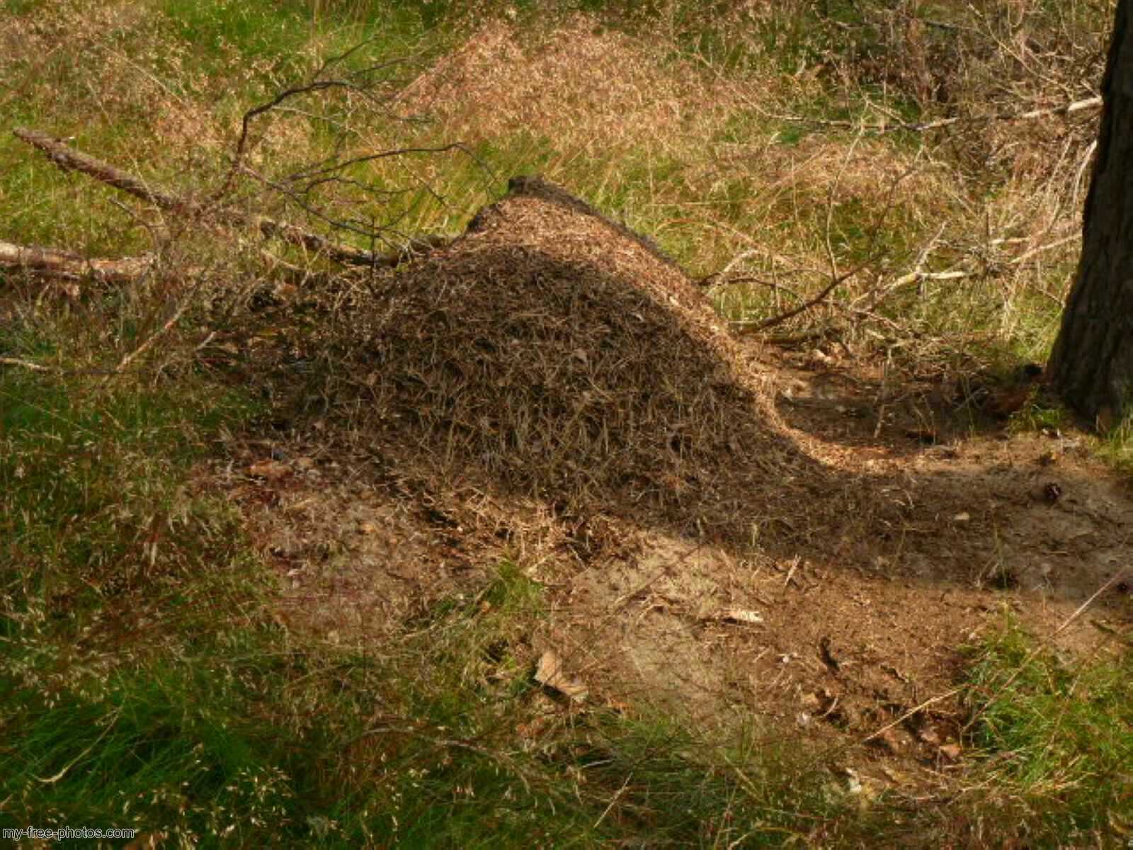 Ant colony