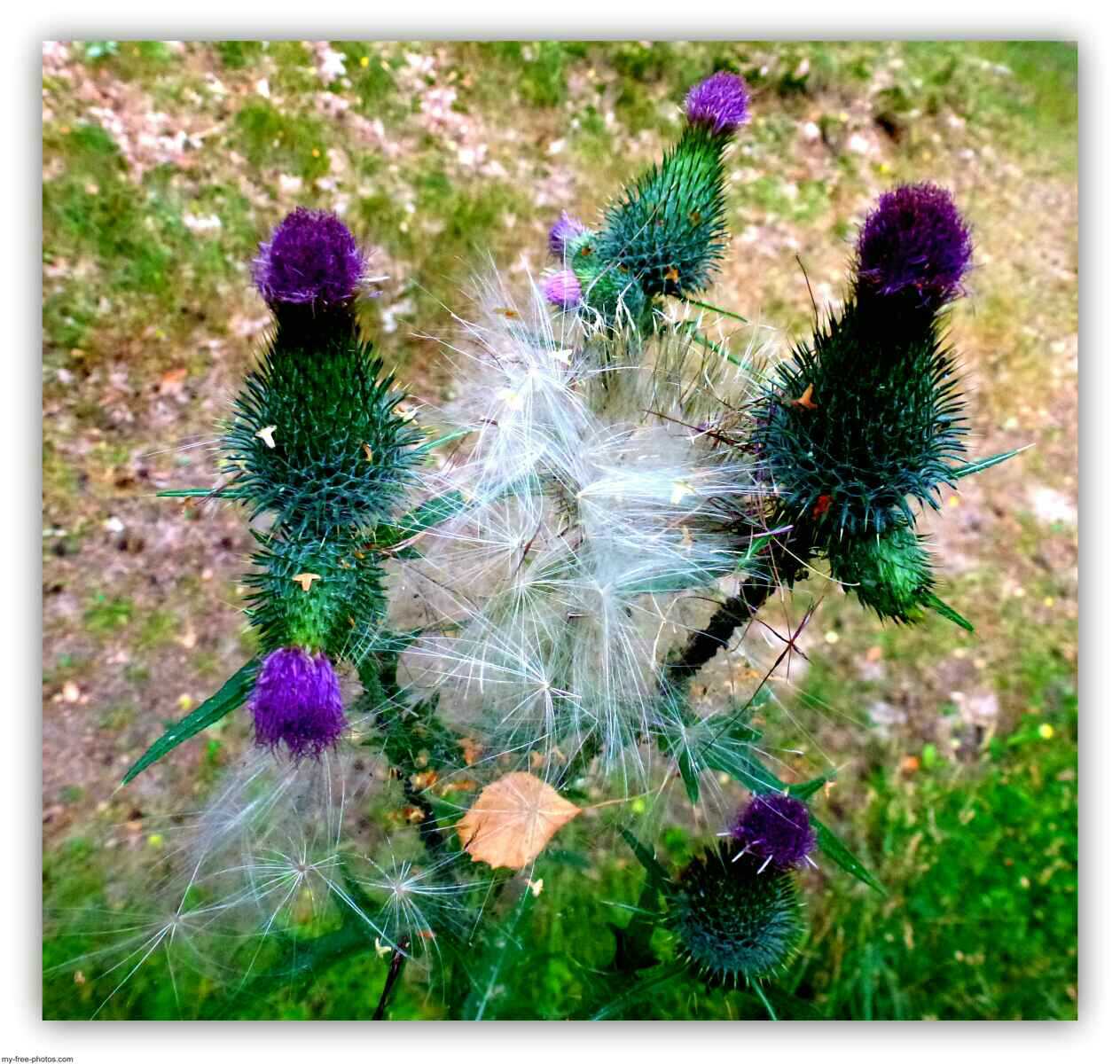 thistle