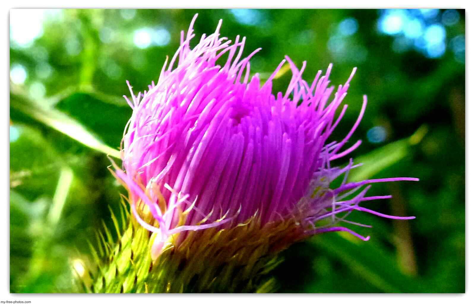 thistle