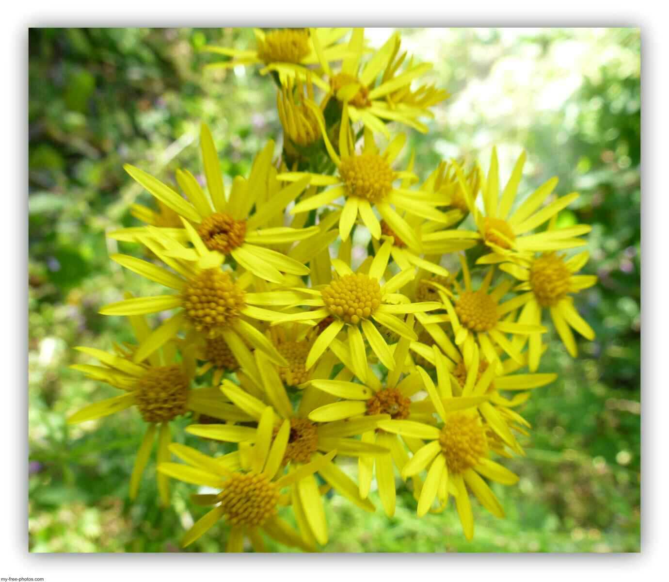 golden ragwort