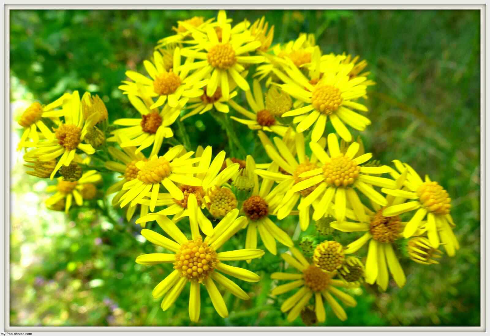 golden ragwort