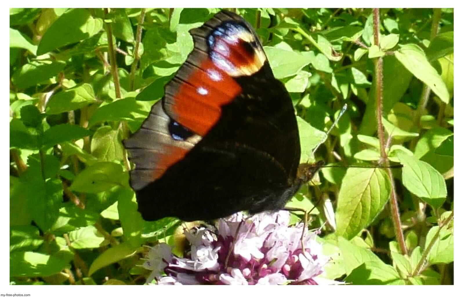 oregano