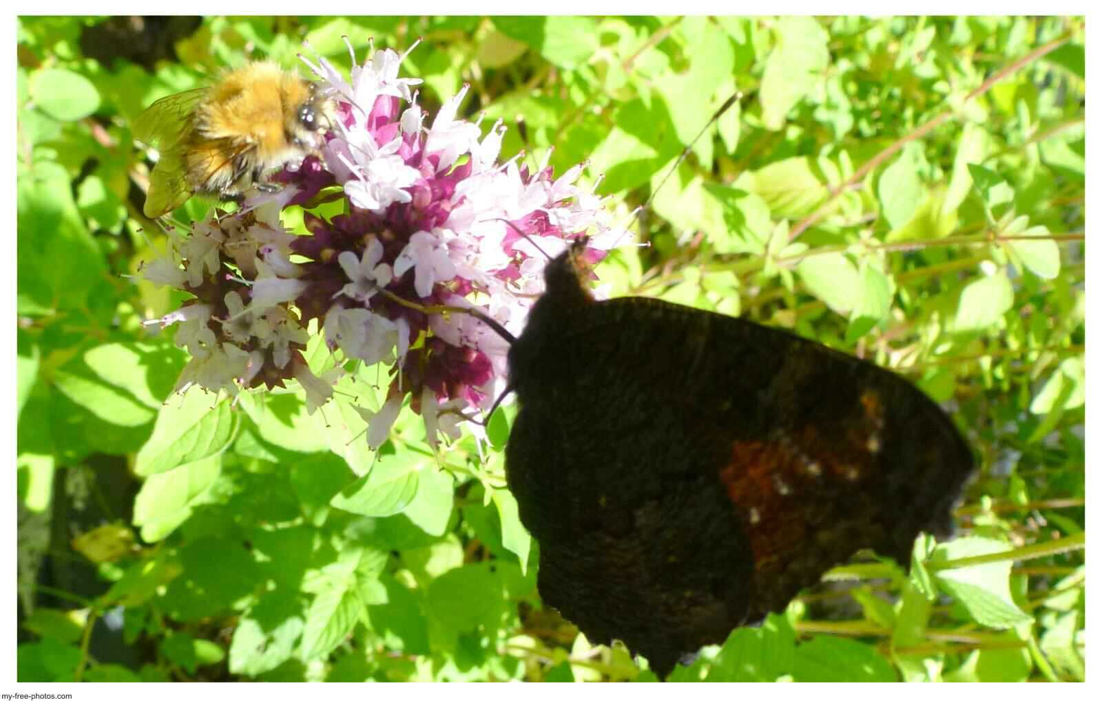 oregano