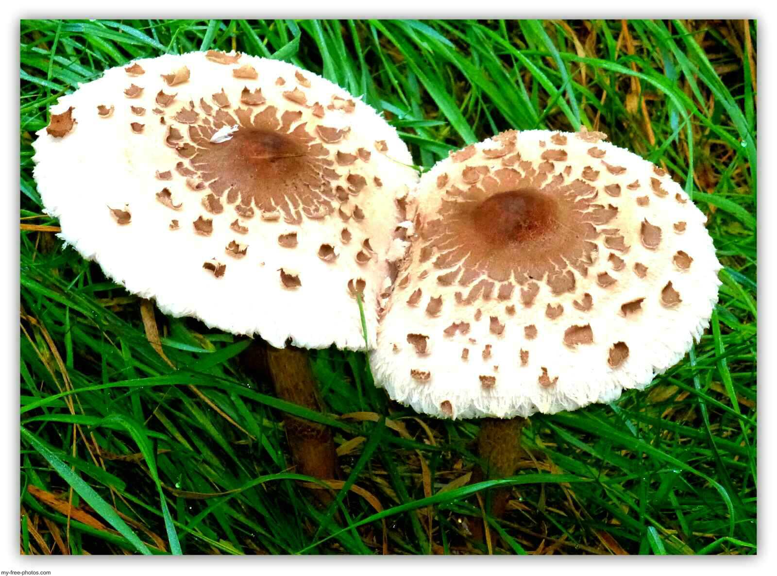 mushroom