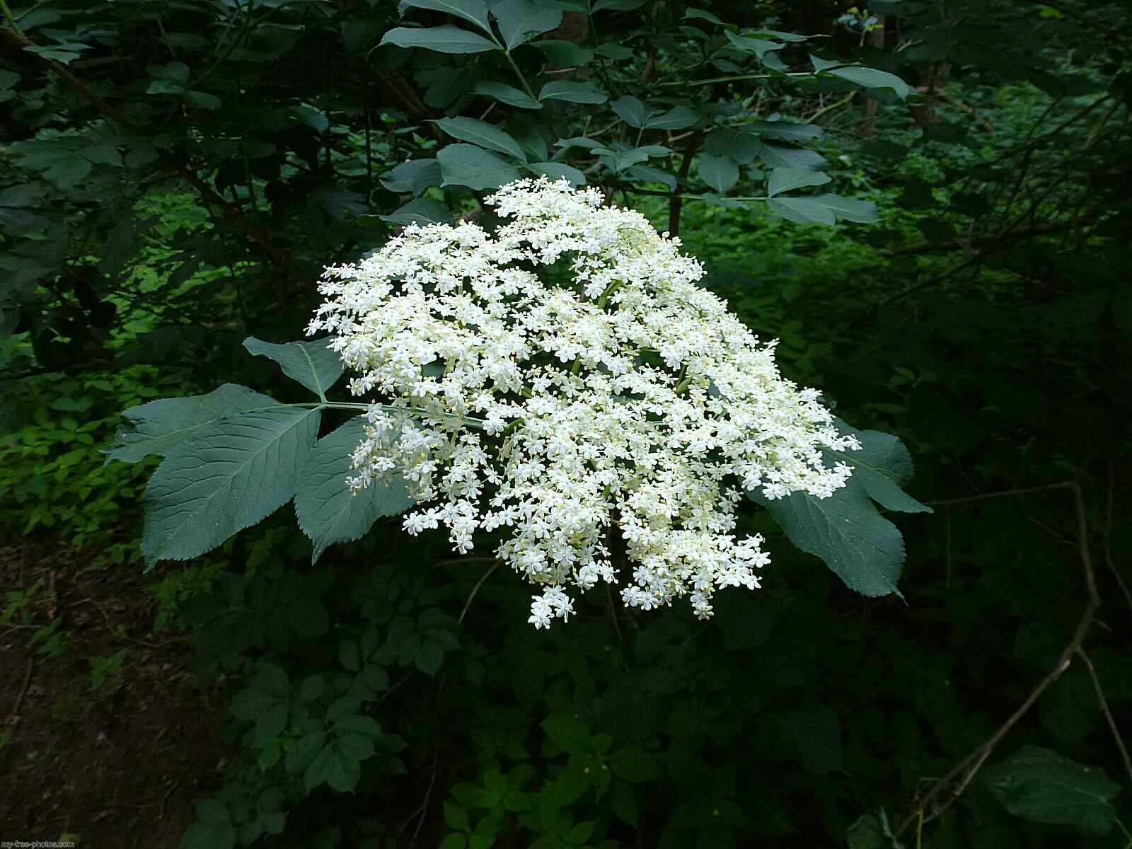 elberberry blossom