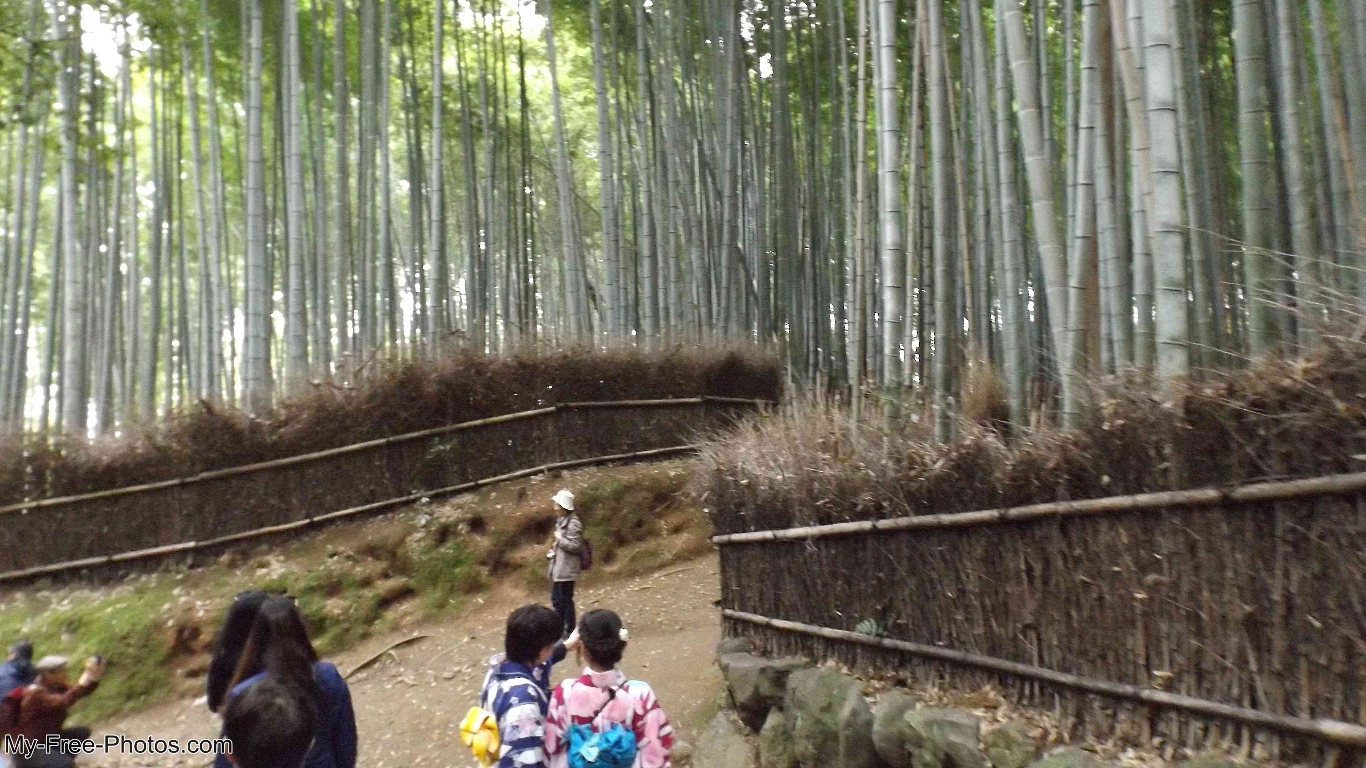 Bamboo Forest in Arashiyama