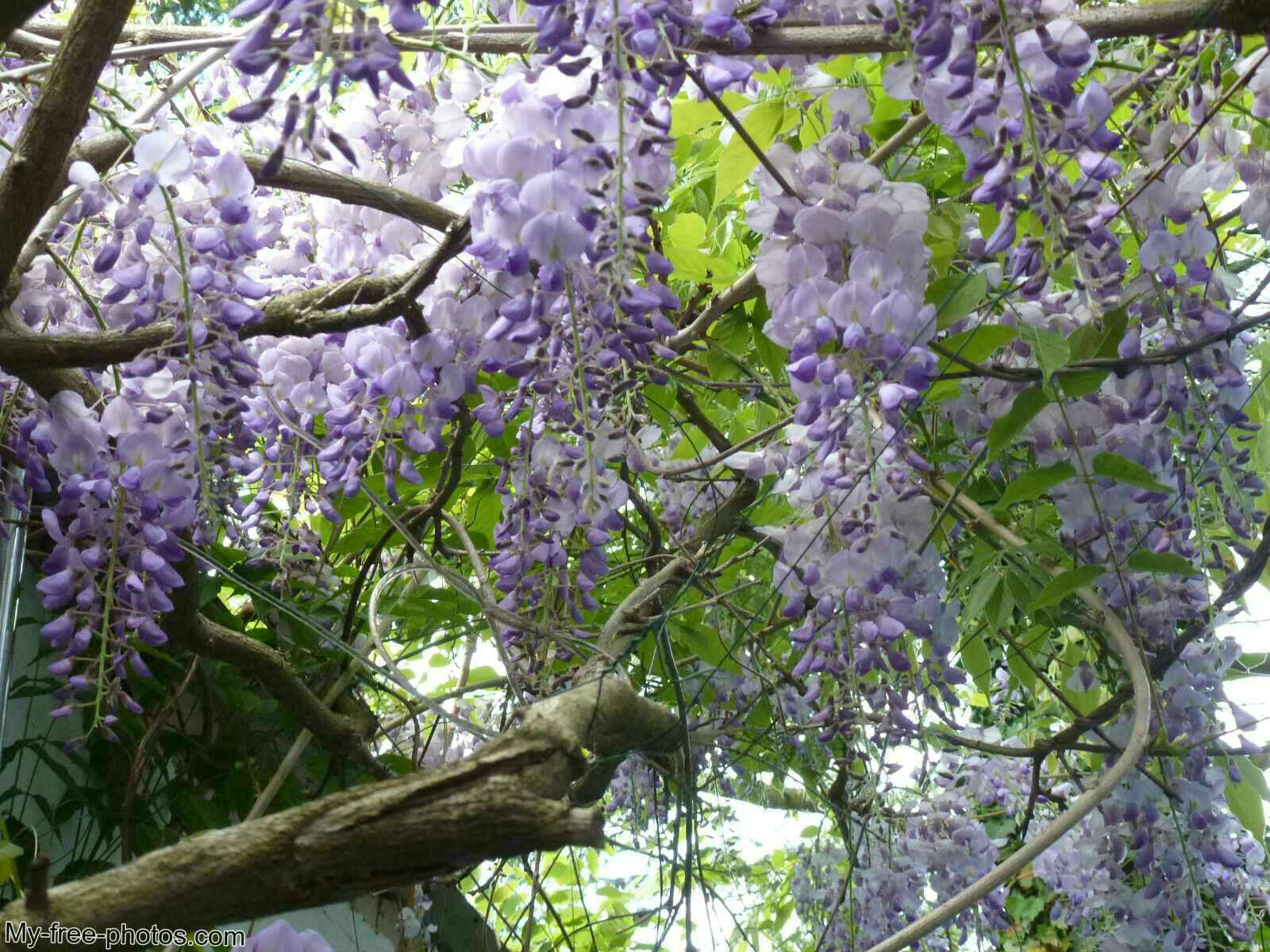 Wisteria