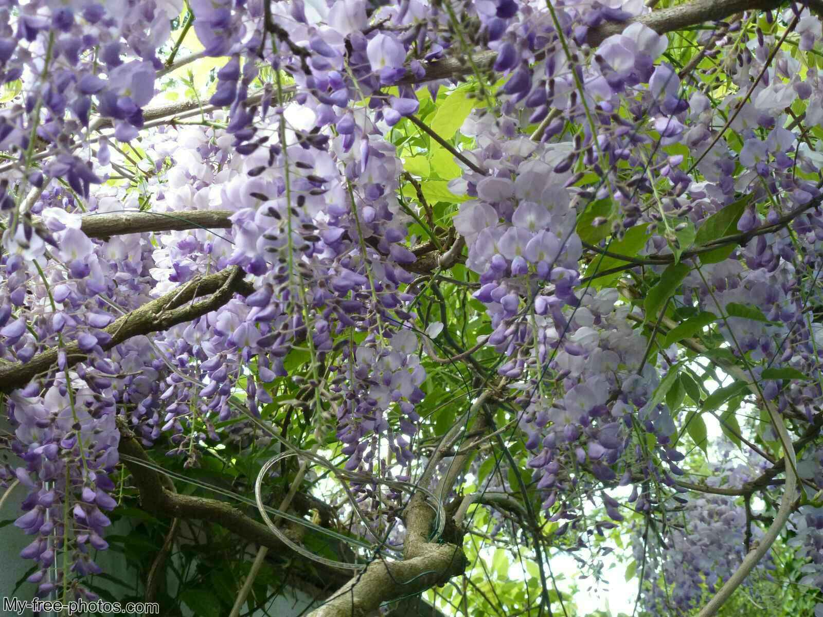 Wisteria
